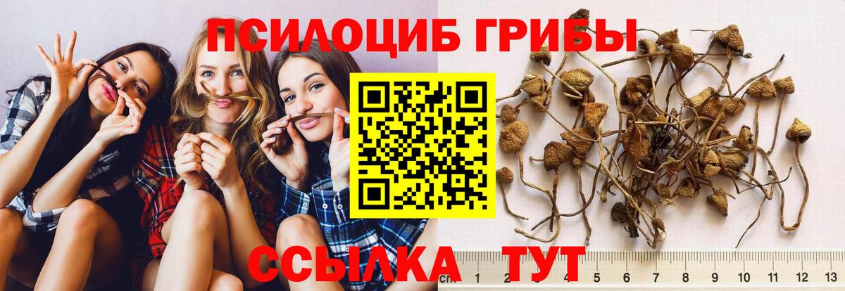 Псилоцибиновые грибы GOLDEN TEACHER  Галлюциногенные грибы GOLDEN TEACHER  Янаул  Вход с VPN 